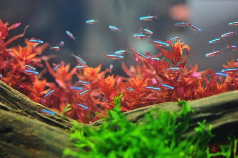 Aquarium-banner