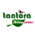 Tantora
