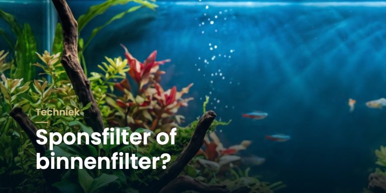 Beplant aquarium met neontetra's en de titel "Sponsfilter of binnenfilter?"